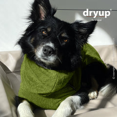 Hund im grünen dryup® Cape aus Bambusfaser, sitzend auf hellem Untergrund, mit sanftem Lichtschein.