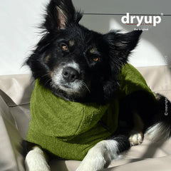 Hund im grünen dryup® Cape aus Bambusfaser, sitzend auf hellem Untergrund, mit sanftem Lichtschein.