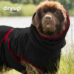 Hund im schwarzen Dryup® cape big Bademantel mit rotem Innenfutter in natürlicher Umgebung. Kapuze und verstellbare Kordel am Hals.