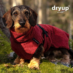 Dackel im roten Hundebademantel von dryup® cape auf moosbedecktem Baumstamm im Wald, kuschelig und stylisch.
