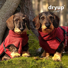 Zwei Dachshunde im roten, flauschigen dryup® Bademantel sitzen auf moosbedecktem Boden im Wald.