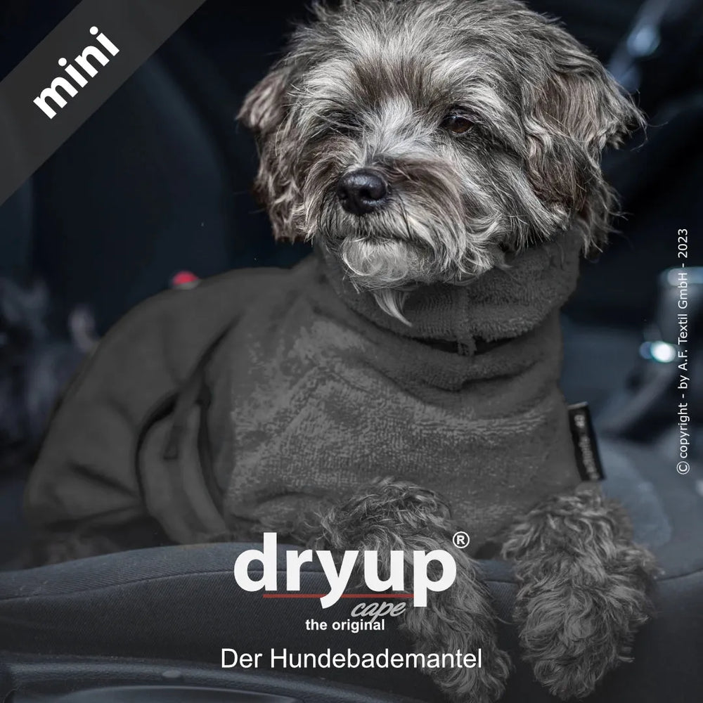 Kleiner Hund im dunklen Dryup® Cape, freundlich blickend in die Kamera, unscharfer Innenraum im Hintergrund.