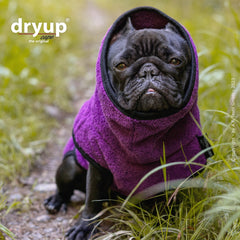 Kleiner Hund im lila Handtuchmantel von dryup®, mit Kapuze und ernstem Gesichtsausdruck.