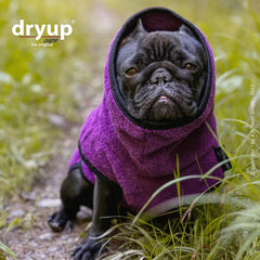 Kleiner Hund im lila Handtuchmantel von dryup®, mit Kapuze und ernstem Gesichtsausdruck.