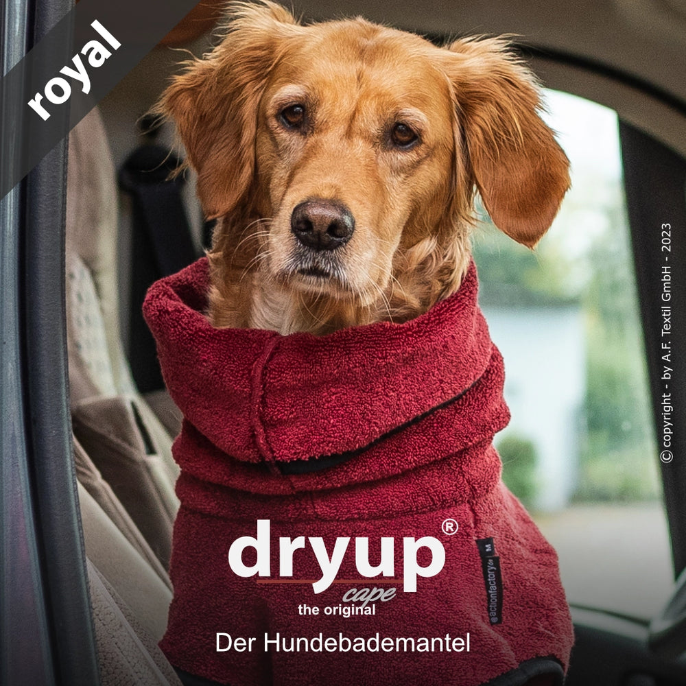 Golden Retriever im roten Mikrofaser-Hundebademantel von dryup®, bequem sitzend im Fahrzeug und freundlich blickend.