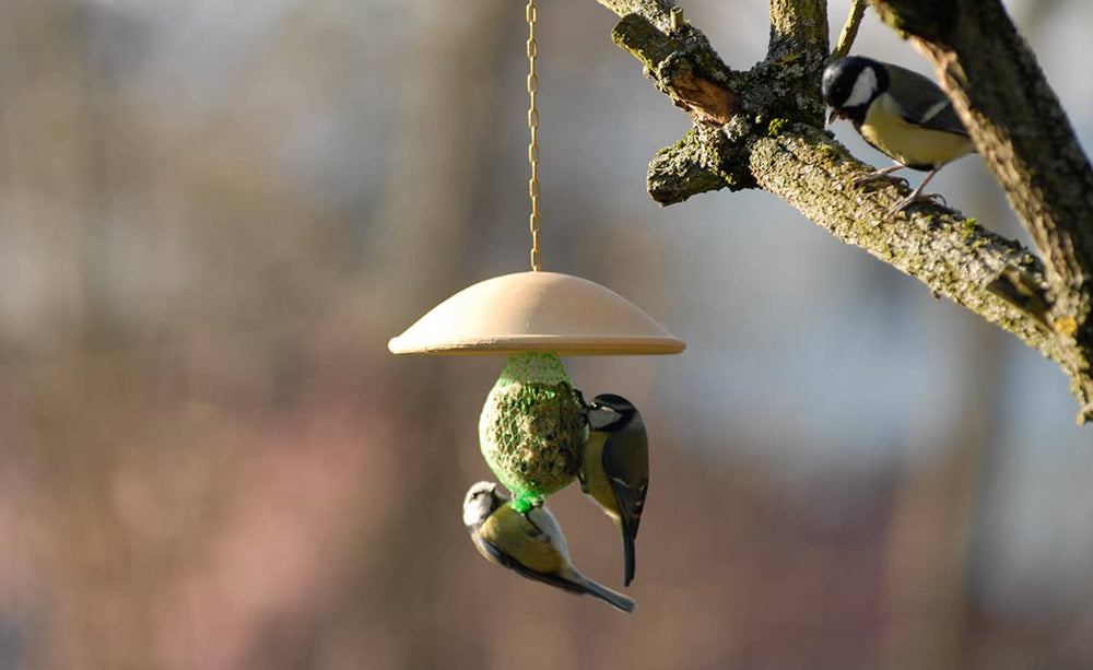 Futterdach für Meisenknödel: Mehrere Meisen fressen an einem Futterspender, der an einem Baum hängt.