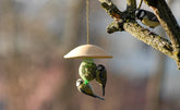 Futterdach für Meisenknödel: Mehrere Meisen fressen an einem Futterspender, der an einem Baum hängt.