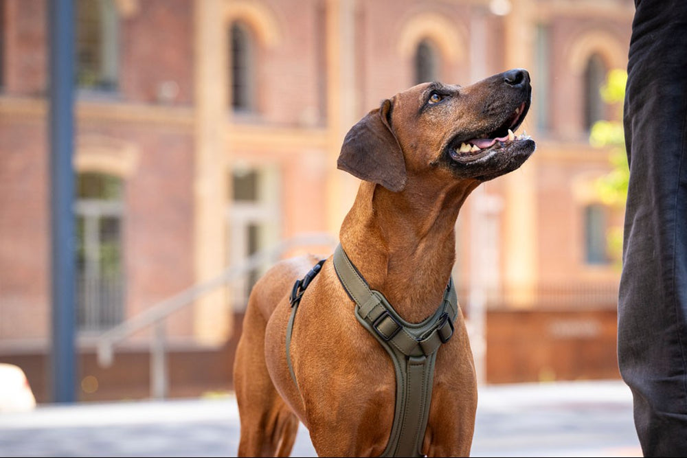 Ein brauner Hund trägt ein grünes, zweifach verstellbares Ledergeschirr und blickt freundlich nach oben.