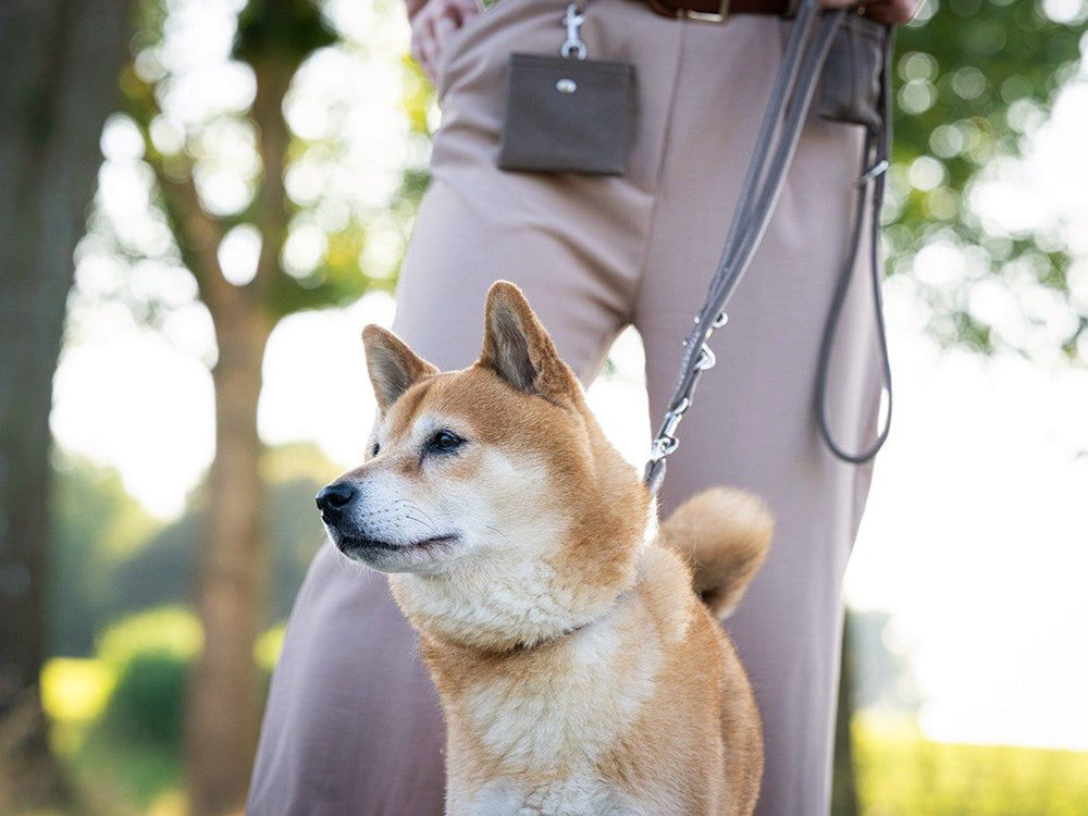 Shiba Inu an runder, silberner Lederleine im Freien mit grüner Umgebung und einer Person im Hintergrund.