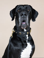 Großer schwarzer Hund mit elegantem Halsband Dark Diamond und goldenen Akzenten, auf beige Hintergrund.