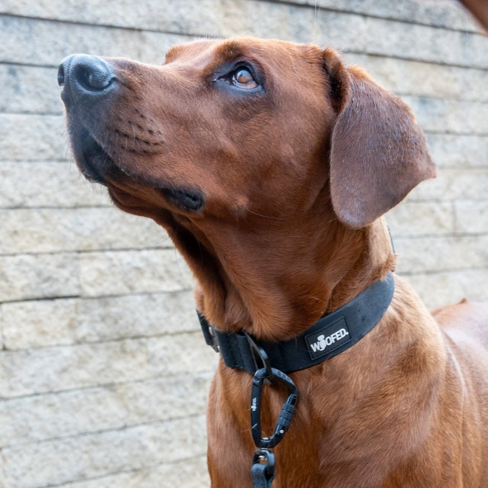 Brauner Hund schaut nach oben, trägt schwarzes WOOFLEX® Tactical Halsband vor einer Steinwand.