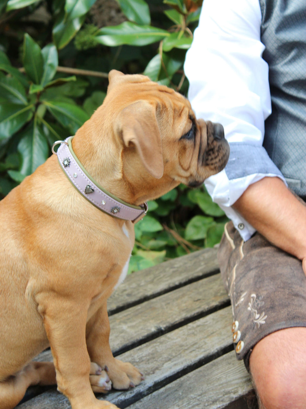 Kleiner brauner Hund mit breitem Kopf und hellem Halsband neben Mensch in traditioneller bayrischer Kleidung.
