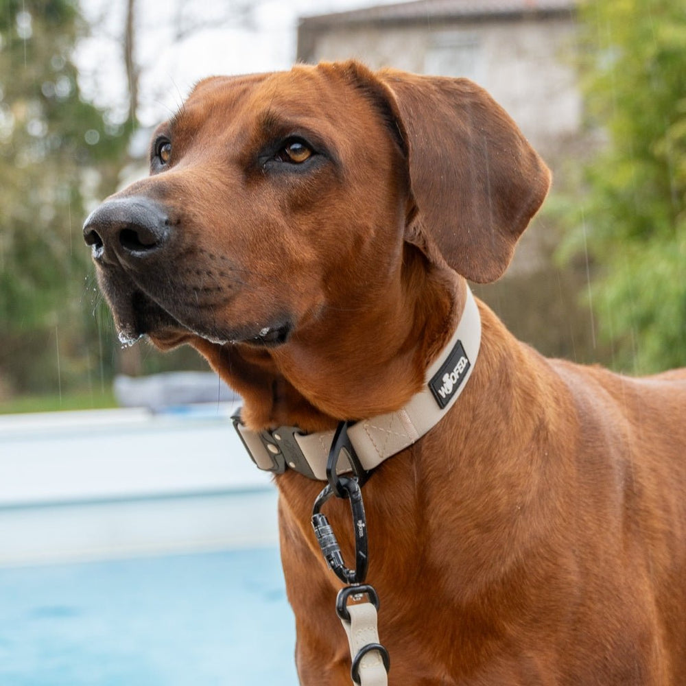 Brauner Hund mit Halsband WOOFLEX® Tactical schaut aufmerksam zur Seite im Regen, unscharfe Bäume im Hintergrund.