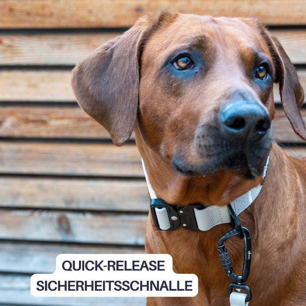 Hund mit braunem Fell trägt verstellbares WOOFLEX® Tactical Halsband auf Holzplanken.