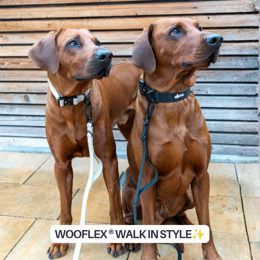 Zwei Hunde mit WOOFLEX® Tactical Halsbändern stehen an Leinen vor einer Holzverkleidung und schauen aufmerksam in die Ferne.