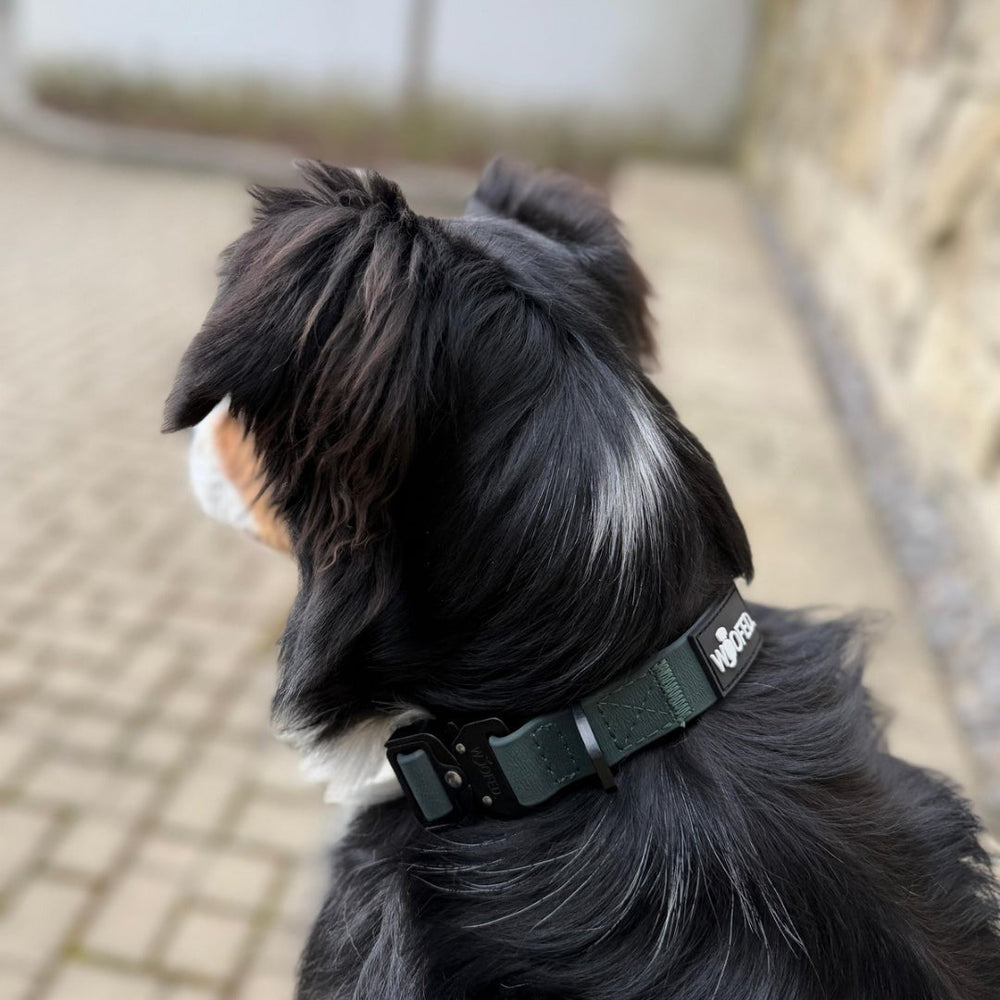 "Hund mit grünem WOOFLEX® Tactical Halsband auf gepflastertem Boden, schwarzes und braunes Fell mit weißen Akzenten."