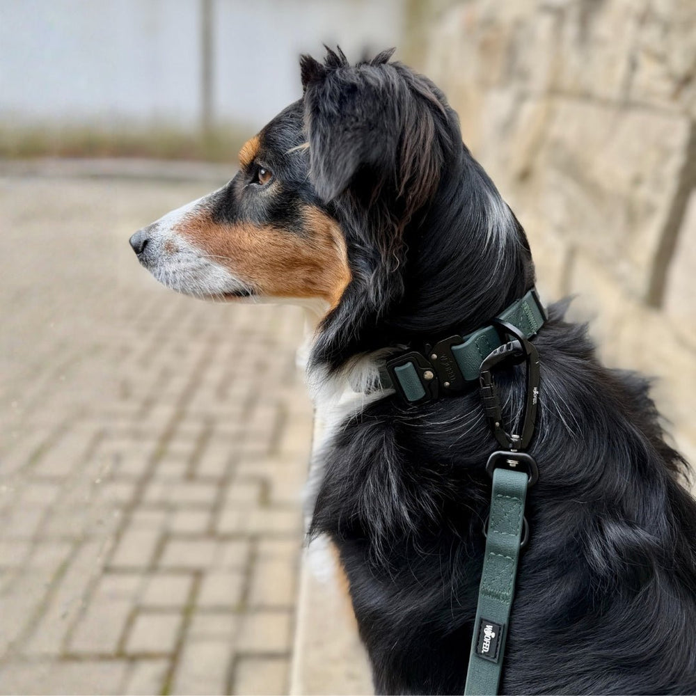 Hund mit grünem WOOFLEX® Tactical-Halsband sitzt auf Pflasterweg und schaut zur Seite. Ideal für aktive Hunde.