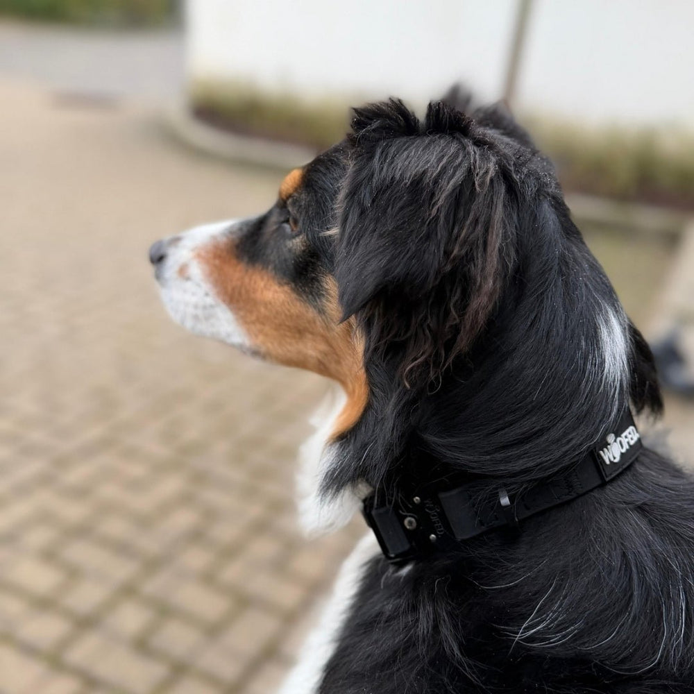 Hund im Profil mit einem schwarzen WOOFLEX® Tactical Halsband auf einem unscharfen gepflasterten Weg.