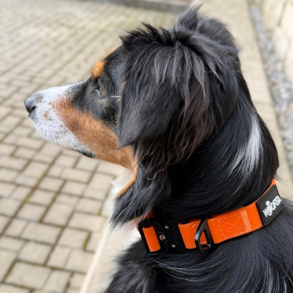 Hund im Profil mit orangefarbenem WOOFLEX® Tactical Halsband auf einem gepflasterten Weg. Aufmerksamer Ausdruck, glattes Fell.