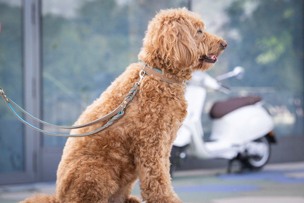 Flauschiger, hellbrauner Hund mit Halsband Klassik Premium Mokka sitzt urban an der Leine, im Hintergrund unscharfes Motorrad.