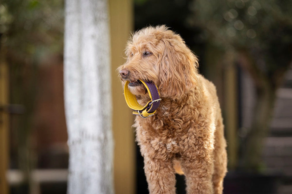 Brauner, lockiger Hund im Freien mit gelbem Halsband im Maul, umgeben von Bäumen.