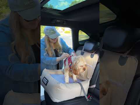 Frau sichert braunen Hund im Auto auf einem speziellen Autositz für Hunde, während sie eine blaue Jacke und Cap trägt.