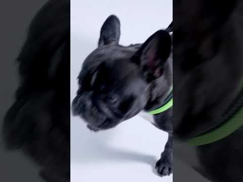 Französische Bulldogge mit hellgrünem Geschirr, vor hellem Hintergrund stehend, lebhaft in Bewegung.
