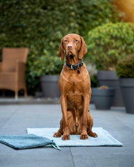 Brauner Vizsla sitzt auf blauer Hundereisedecke, umgeben von Pflanzen und einem gemütlichen Sitzbereich.