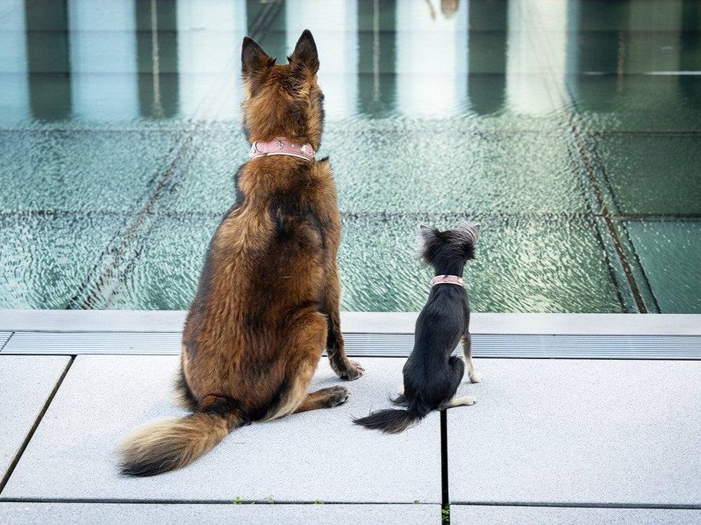 Zwei Hunde sitzen nebeneinander: Ein brauner Hund mit dichtem Fell und ein schwarz-brauner Hund mit glattem Fell, beide tragen Halsbänder.