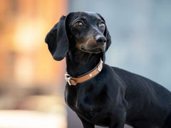 Schwarzer Dackel mit braunem Halsband schaut aufmerksam in die Ferne vor unscharfem städtischen Hintergrund.