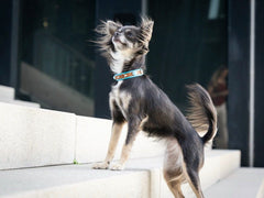 Kleiner Chihuahua auf Treppe mit glänzendem Fell und buntem Halsband, neugierig mit aufrechten Ohren und Schwanz.