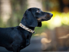 Schwarzer Dackel im Profil mit Leopardenmuster-Halsband vor unscharfem, natürlichen Hintergrund.