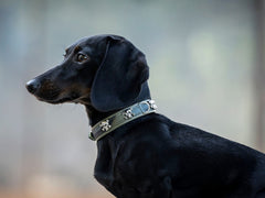 Schwarzer Dackel im Profil mit stilvollem Halsband Mini Wild Army vor unscharfem Hintergrund.