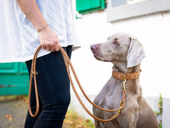 Person hält einen Weimaraner an einer Rundgenähten Lederleine im Freien.