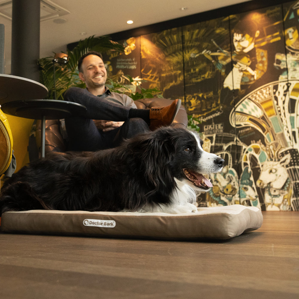Hund auf bequemer Dog Bark orthopädischer Matratze, moderne Innenarchitektur im Hintergrund.