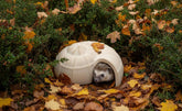 Igel schaut aus seinem schalenförmigen Unterschlupf, umgeben von bunten Herbstblättern.