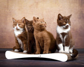 weiß, gestrichen (000x) - Bild 1