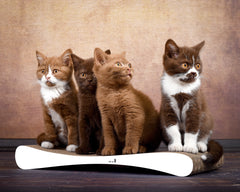 weiß, gestrichen (000x) - Bild 1