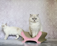 Zwei Katzen mit hellem Fell und blauen Augen entspannen auf dem LE PANIER Kratzbrett, das als stilvolles Katzensofa dient.