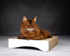 weiß, gestrichen (000x) - Bild 2