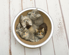 11 cm, weiß, grauer Rand (000d) - Bild 1