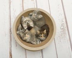 11 cm, hellbeige (005f) - Bild 2