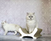 weiß mit Rand (000) - Bild 1