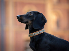 Schwarzer Hund mit elegantem Halsband blickt nach oben in warmem, unscharfem Hintergrund.