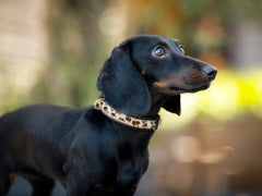Schwarzer Dackel mit Leopardenhalsband schaut aufmerksam in die Natur, unscharfer Hintergrund.