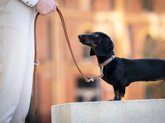 Kleiner schwarzer Dackel an brauner Leine, schaut aufmerksam nach oben, Hand hält die Leine.