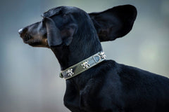 Schwarzbrauner Dackel im Profil mit schmalem Mini Wild Army Hundehalsband und aufmerksamen Blick.