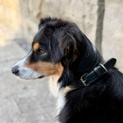 "Profilaufnahme eines Hundes mit dreifarbigem Fell, der ein schwarzes Lederhalsband Classic Soft trägt."