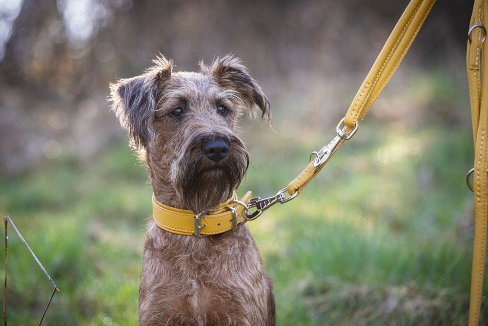 Zotteliger brauner Hund mit gelbem Halsband sitzt auf grüner Wiese und trägt eine 2m lange lederne Rundnahtleine.