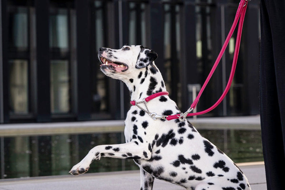 Dalmatiner mit pinker Leine sitzt vor modernem Gebäude und Wasserbecken, trägt rundgenähtes Halsband mit Ketteneinsatz.